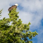 Islesboro-Eagle